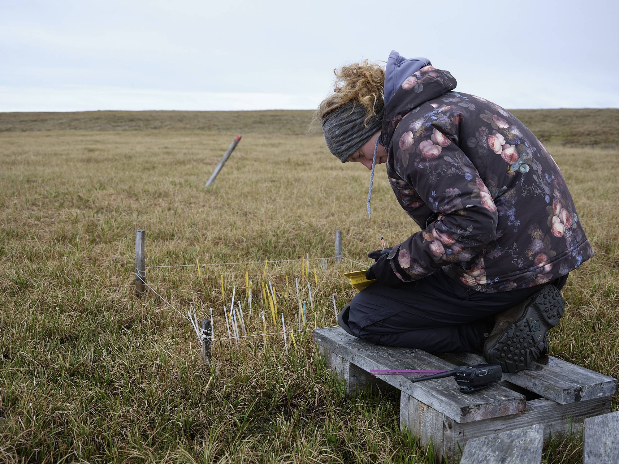 Clair at the wet site. A girl in a flower patterend coat recording notes in front of a plot of field with popsicle sticks sticking out of the ground